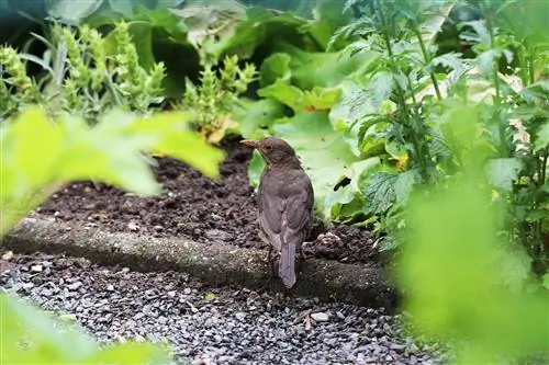 Feed blackbirds properly