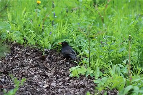 Memberi makan burung hitam dengan benar: 18 makanan burung hitam yang ideal