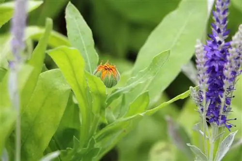 Kumak - Calendula officinalis