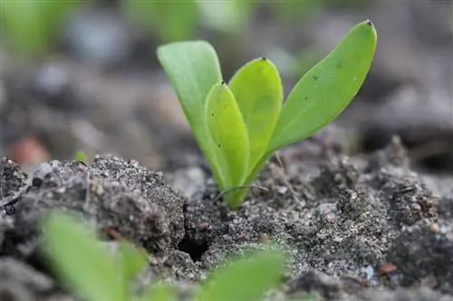 Měsíček lékařský - Calendula officinalis