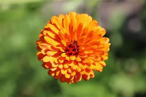 ดาวเรือง, Calendula officinalis: ดูแลจาก A - Z