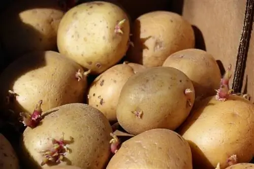 Kentang - Solanum tuberosum