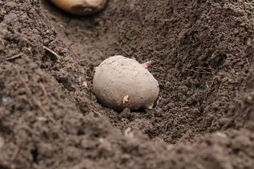 Plantera potatis: avstånd och djup