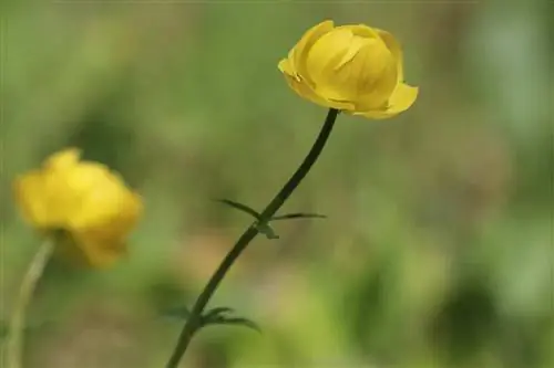 Fleur du globe - Trollius europaeus