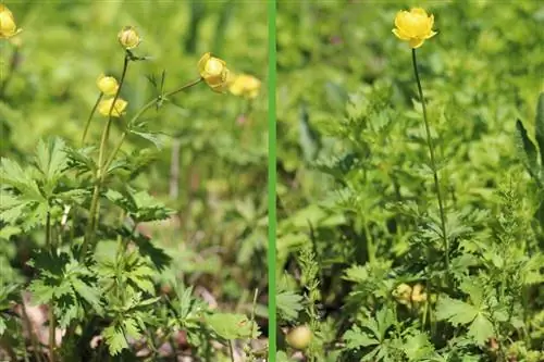 ग्लोबफ्लॉवर - ट्रॉलियस यूरोपियस