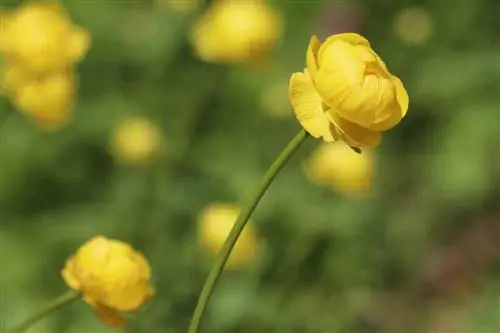 Globoflower - Trollius europaeus