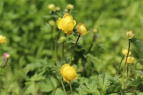 Globeflower, Trollius: A – Z аралығындағы күтім бойынша нұсқаулар