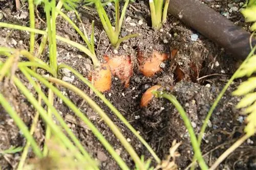 แครอท - แครอท - Daucus carota subsp sativus