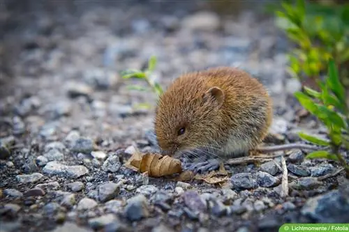 Bağda vole ilə mübarizə: 14 məsləhət