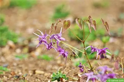 Fairy Flower - Epimedium