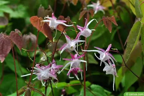 Wróżkowy Kwiat - Epimedium