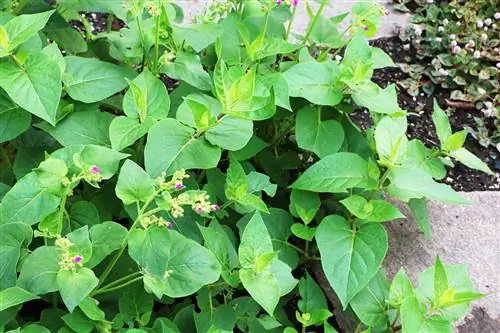 ተአምር አበባ - Mirabilis longiflora