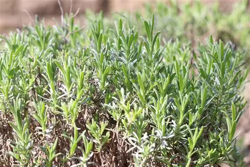 Խնկունի - Rosmarinus officinalis