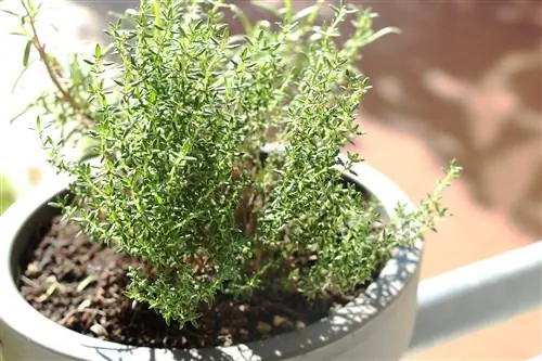 Ուրց – Thymus vulgaris