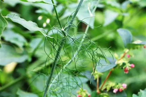 Mutfakta tüketilen otlar: salatalık otu - dereotu - Anethum graveolens