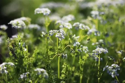 Frenk maydanozu - Anthriscus Cerefolium