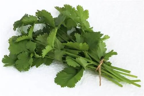 Համեմ - Coriandrum sativum