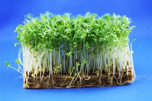 Cress - Lepidium sativum