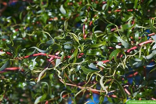 Corkscrew willow - Salix matsudana 'Scarcuzam'