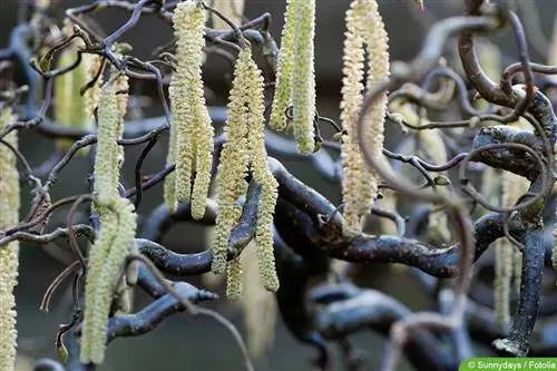 Corkscrew willow - Salix matsudana 'Tortuosa'