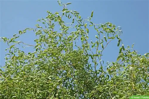 الصفصاف المفتاحي، Salix matsudana: 13 نصيحة للعناية