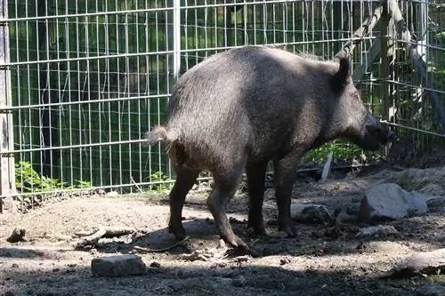 Divlja svinja stvara velike rupe u vrtu