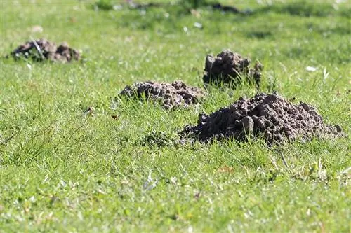 Grandi buchi nel giardino: che animale era?