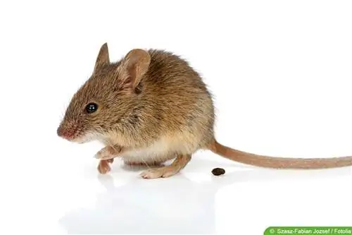 היזהר עם hantavirus: הסר צואת עכברים בצורה נכונה