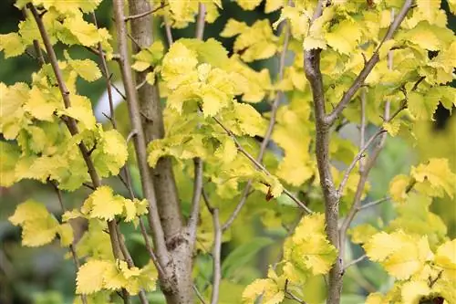 Golden Elm - Ulmus carpinifolia 'Wredei'