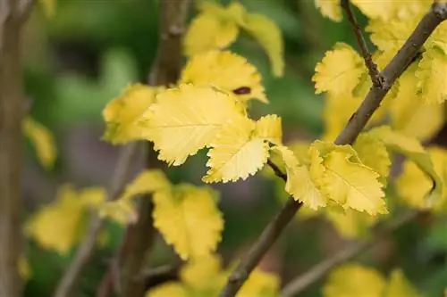 Χρυσή Φτελιά - Ulmus carpinifolia 'Wredei'