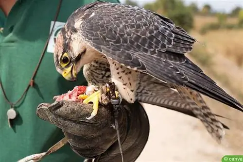 Rødfotfalk (Falco vespertinus)