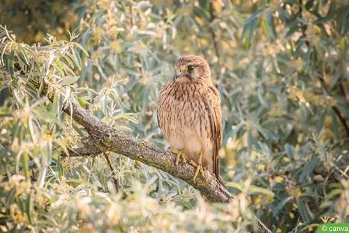 Tårnfalk (Falco tinnunculus)