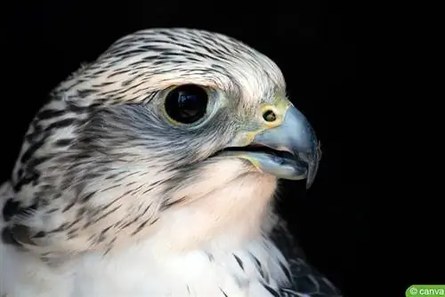 Peregrine Falcon (Falco peregrinus)