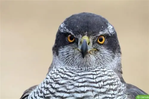 Goshawk (Accipiter gentilis)