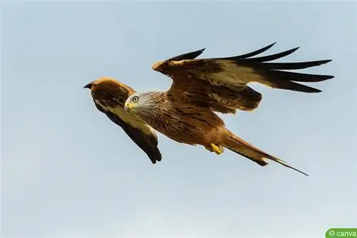 Red kite (Milvus milvus)