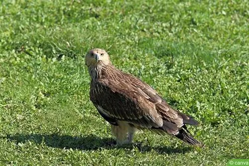 Black kite (Milvus migrans)