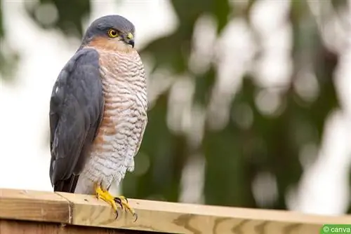 Atmaca (Accipiter nisus)