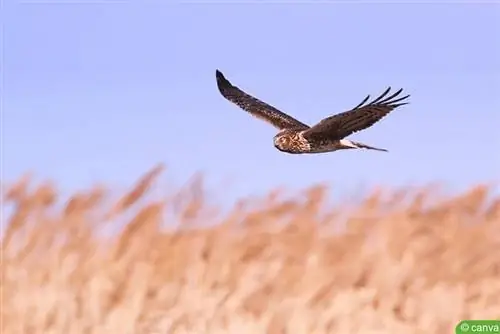 Harrier-găină (Circus cyaneus)