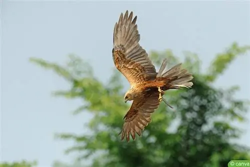 Bataklık Harrier (Circus aeruginosus)