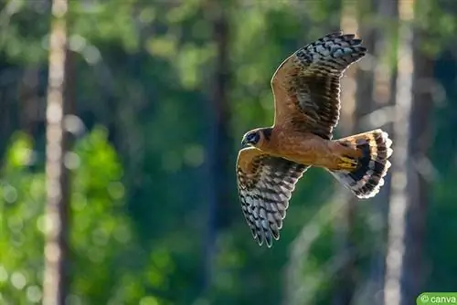 Harrier de stepă (Circus macrourus)