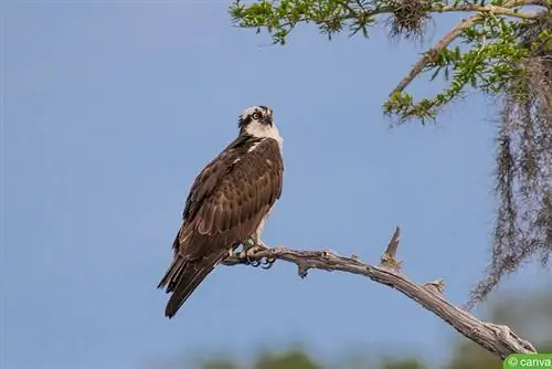 Fiskeørn - Pandion haliaetus