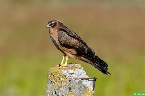 Meadow Harrier (Circus pygargus)