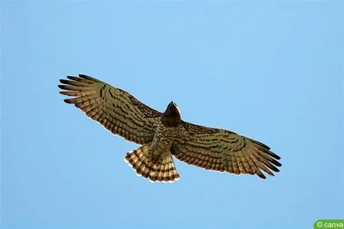 Short-toed eagle (Circaetus gallicus)