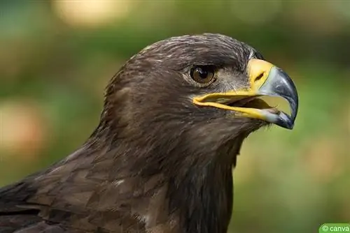 Lesser Spotted Eagle (Aquila pomarina)