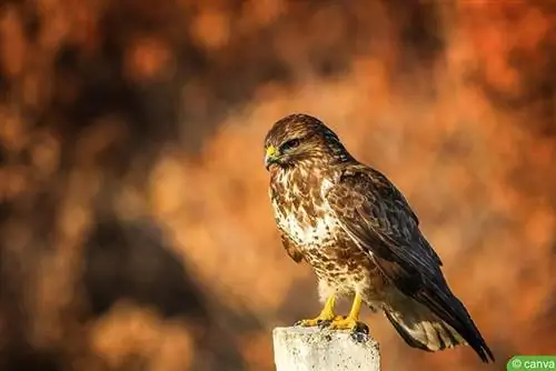 Bayağı şahin (Buteo buteo)