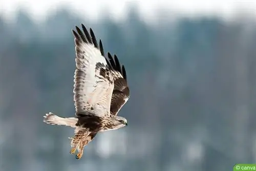 Grovbent vråkvråk (Buteo lagopus)