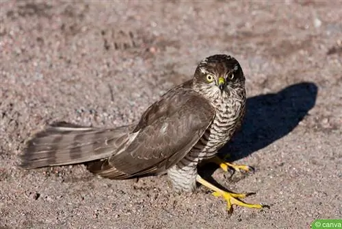 Honning orrvåg (Pernis apivorus)