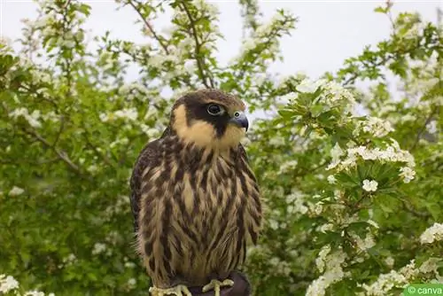 Tree Falcon (Falco subbuteo)