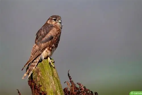 Мерлин (Falco columbarius)