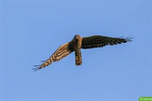 19 pequenas aves de rapina nativas da Alemanha